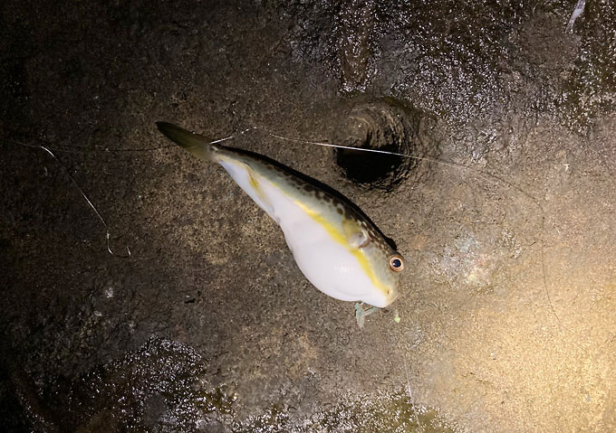 【千葉／外房】夏の磯釣り問題／餌取りクサフグ