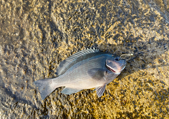 【最新釣果】勝浦・鴨川アジ・マダイ・グレ_磯釣り