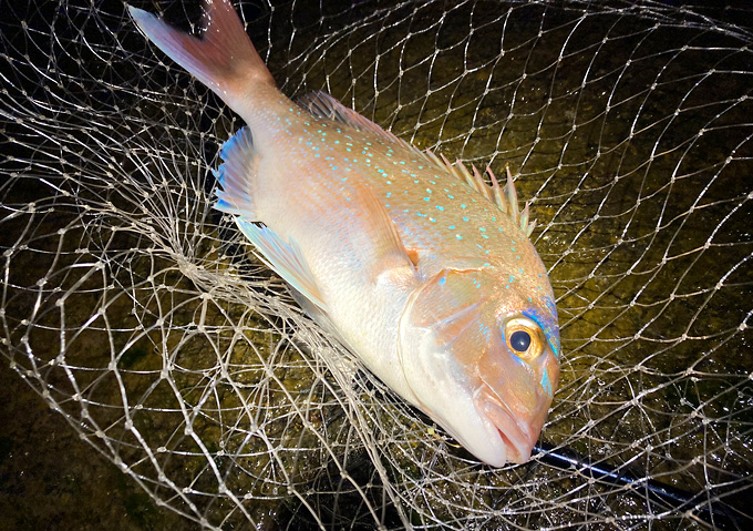 外房釣果／カゴ釣り（マダイ）地磯_オキアミ