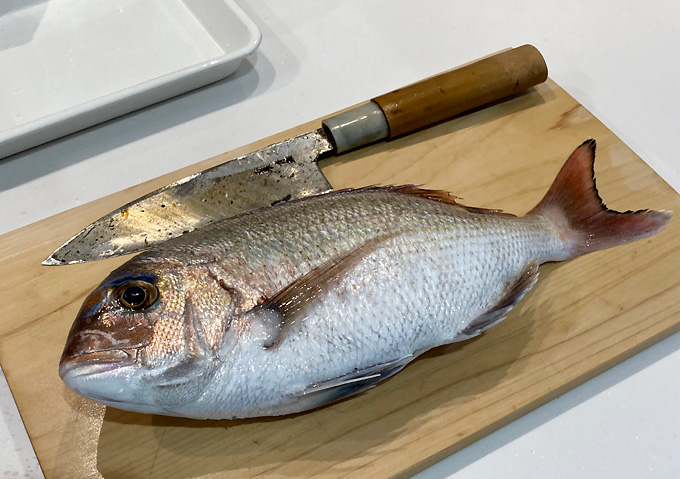 【最新釣果】勝浦・鴨川アジ・マダイ・グレ_磯釣り