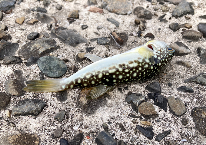 勝浦／鴨川／クサフグがわんさか（餌取り回避）