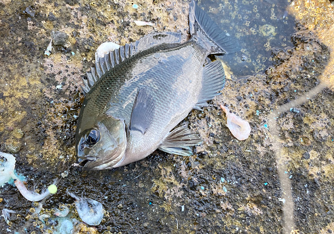 【外房（勝浦・鴨川・千倉）】千葉県釣り情報（釣果）アジ・マダイ・メジナ・青物／釣り方・仕掛け・捌き方・サビキ・カゴ釣り・フカセ釣り