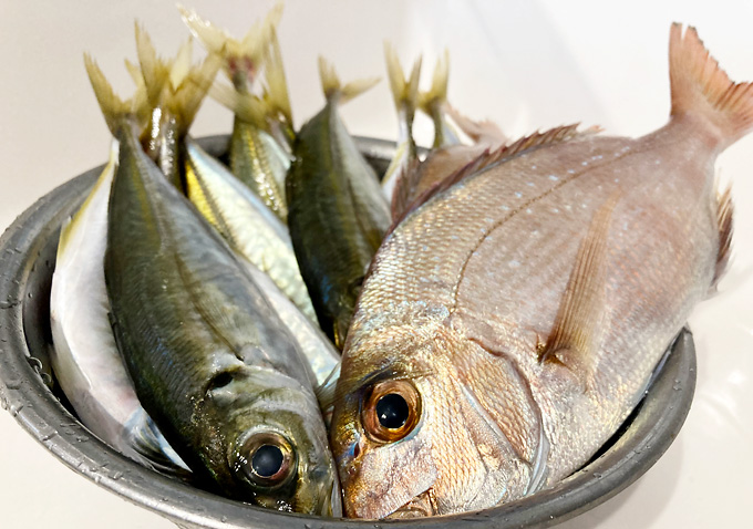 【外房（勝浦・鴨川・千倉）】千葉県釣り情報（釣果）アジ・マダイ・青物／釣り方・仕掛け・捌き方・サビキ・カゴ釣り・フカセ釣り