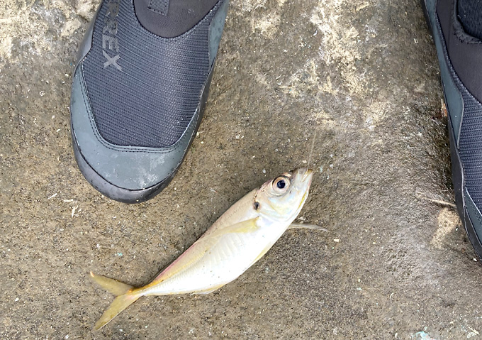 アジのカゴ釣りでショゴがヒット！釣り方／仕掛け／外房（千葉）いすみ・勝浦・鴨川・千倉