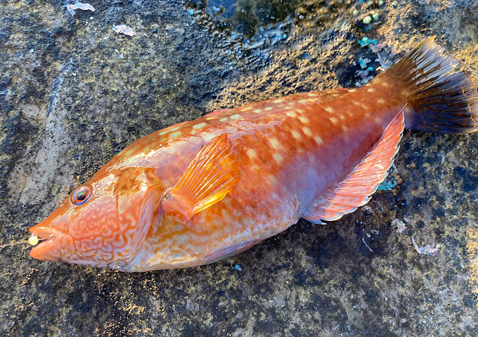 アジのカゴ釣り／釣果（千葉外房）磯・堤防／サビキ