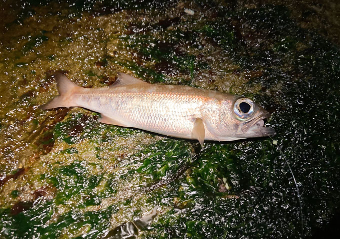 アジのカゴ釣り／釣果（千葉外房）磯・堤防／クロムツ