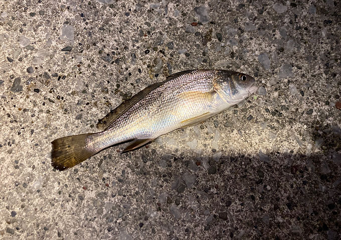 ニベとシーバスが似ている／見分け方「外房」トリックサビキとカゴ釣り釣り／釣果／／勝浦・鴨川・千倉の漁港／餌こませ／