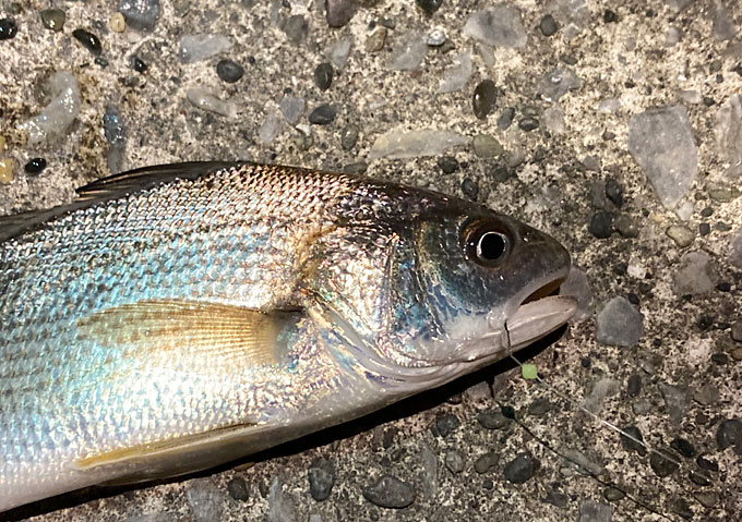 「外房」トリックサビキとカゴ釣り釣り／釣果／／勝浦・鴨川・千倉の漁港／餌こませ／ジグサビキ（色）カラーは赤系