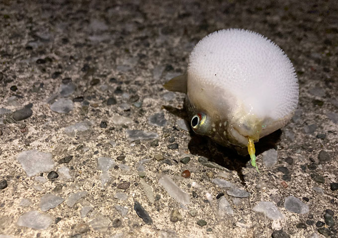 「外房」トリックサビキとカゴ釣り釣り／釣果／／勝浦・鴨川・千倉の漁港／餌こませ／ジグサビキ（色）カラーは赤系