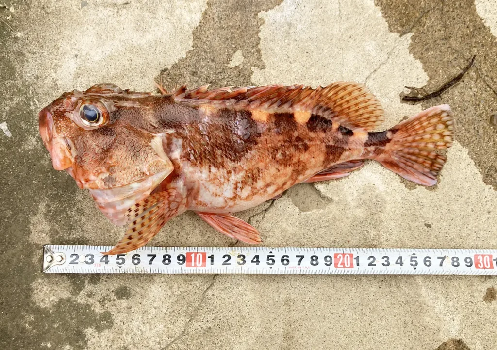 カヤックフィッシング釣果「オニカサゴ」ジグサビキ(ムーチョルチア45g)内房釣りブログ/ヒレ毒処理方法/レシピ