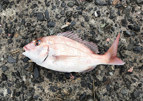 館山釣りマダイとメジナとアジ