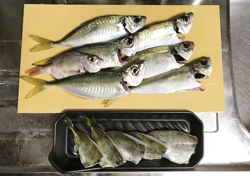 館山釣り_11月アジ