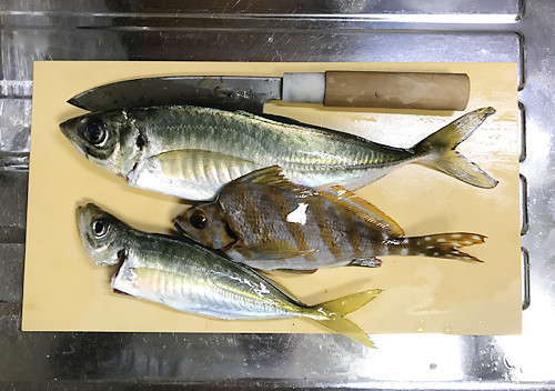 館山　釣り　味　堤防