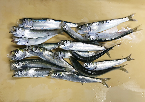 大洗港でサビキ釣りイワシが大量