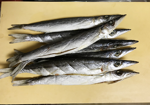 館山・富浦でカマスとアジ釣り