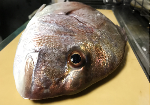 ７月館山の堤防で真鯛を釣る