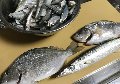 館山富浦冬の堤防釣りでアジカマス