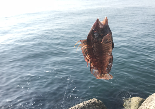 鹿島港_オハグロベラ_釣り