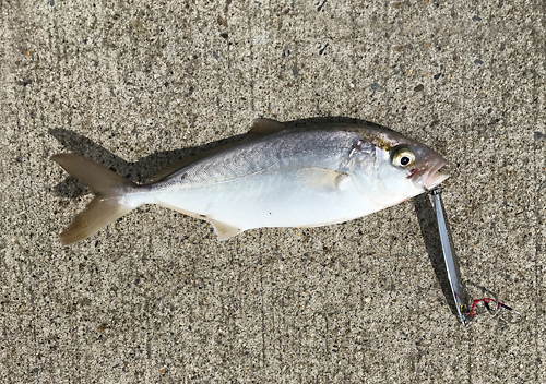 鹿島港魚釣り園／ルアーでのショゴサビキでシマアジ