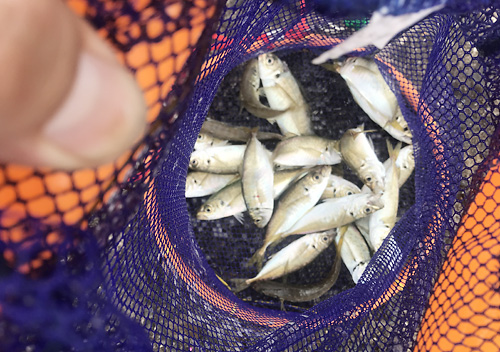 内房でアジ釣り_８月木更津