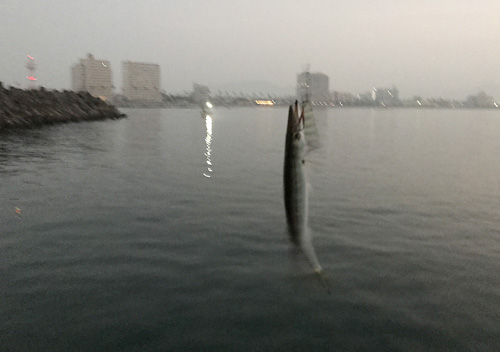 勝浦_鴨川_アジカマス堤防釣り