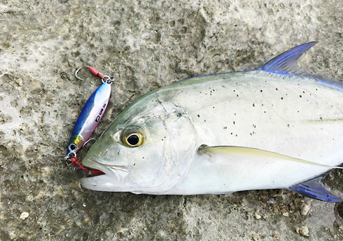 グアムタモン湾でルアーフィッシング_釣り