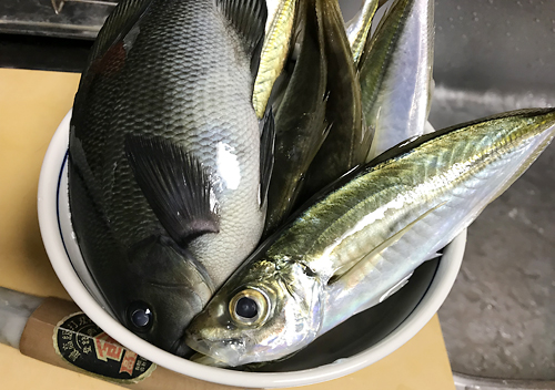 外房_勝浦・鴨川堤防テトラでアジのカゴ釣り