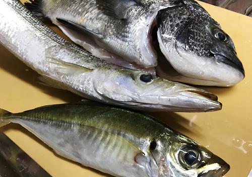 外房_勝浦・鴨川堤防テトラでアジのカゴ釣りにカマスとクロダイも混ざる