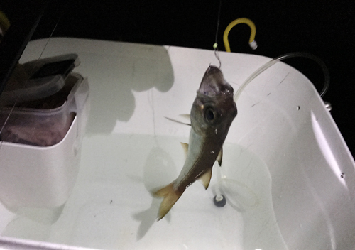 外房_勝浦・鴨川堤防テトラでアジのカゴ釣り釣果ムツ