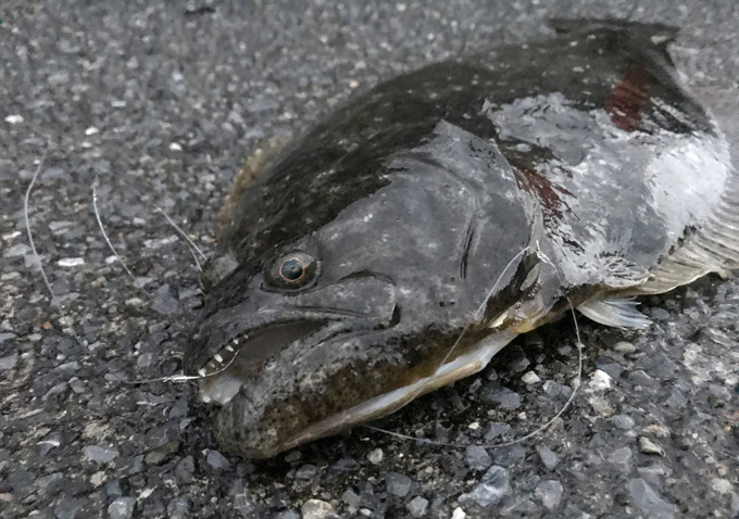 勝浦鴨川でアジ釣り_アジの泳がせに大ヒラメの釣果も