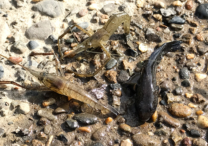 利根川でテナガエビ釣り_５月