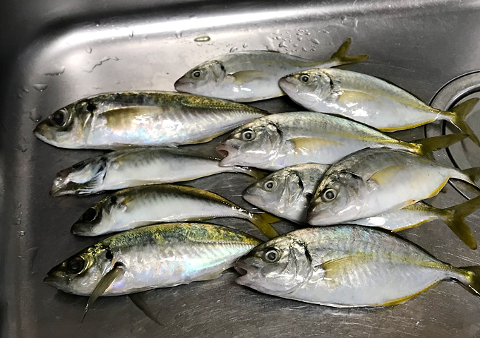 釣り／勝浦・鴨川でカゴ釣りアジ狙い／シマアジも