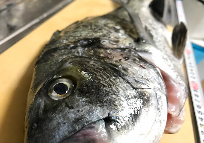 磯釣りで大物クロダイを釣り上げる