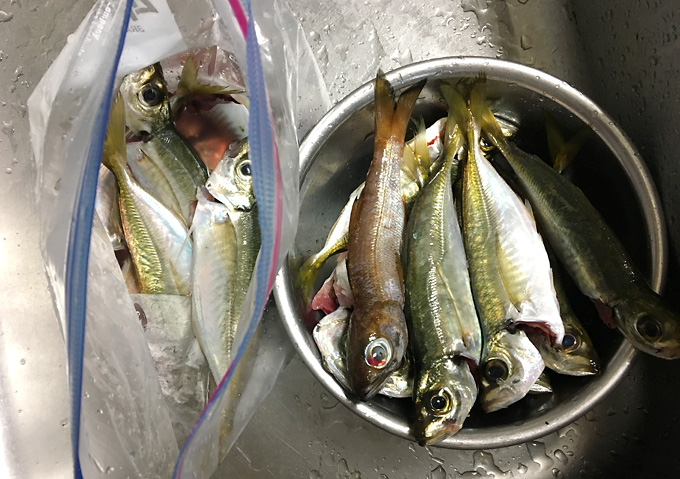 釣果_外房カゴ釣り_アジ地磯堤防釣り