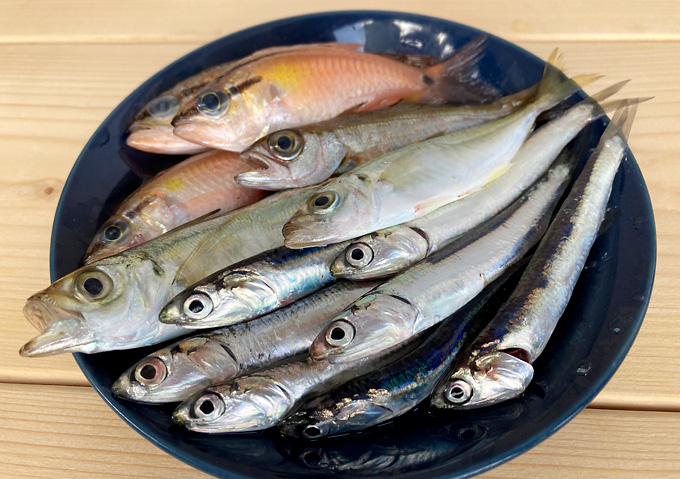 内房／堤防サビキ釣り（館山・富浦）釣果情報／イワシ・アジの回遊