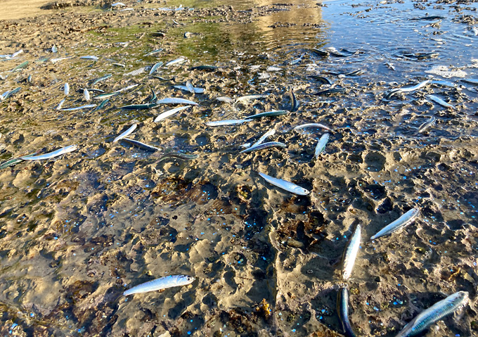 【７月外房】イワシ接岸中！青物に追われ打ち上げられた魚