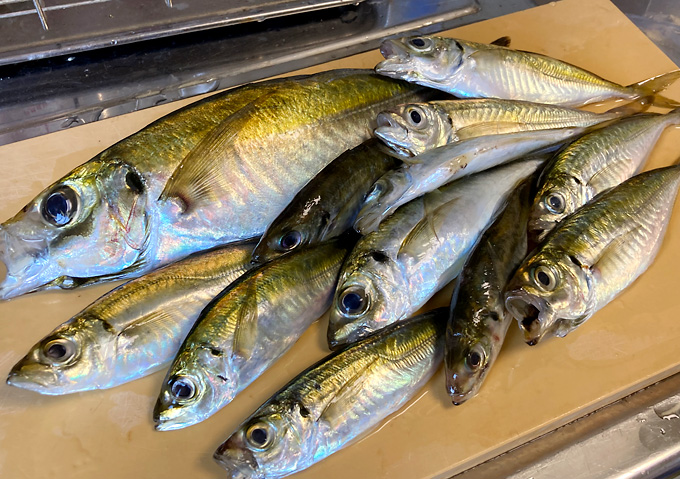 勝浦_磯・堤防釣り／釣果：尺アジ、大サバ