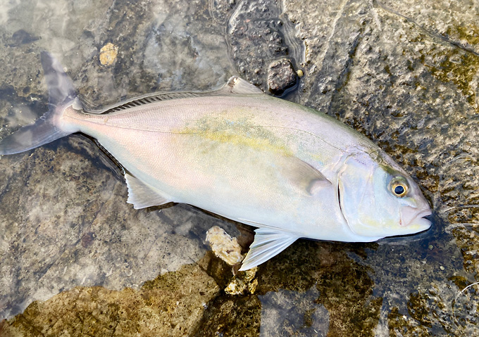 アジのカゴ釣りでショゴがヒット！釣り方／仕掛け／外房（千葉）いすみ・勝浦・鴨川・千倉