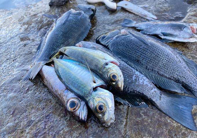 アジのカゴ釣り／釣果（千葉外房）磯・堤防／メジナ