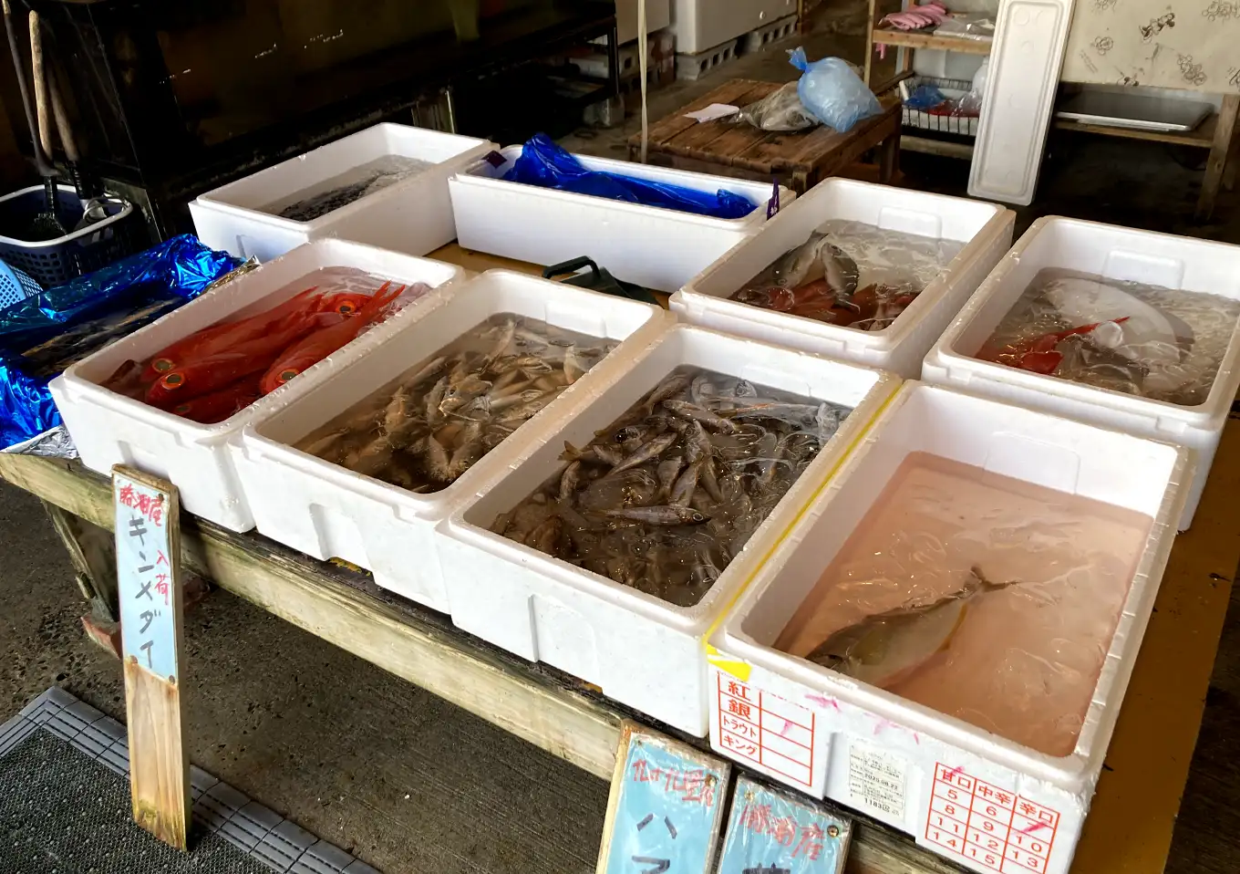 外房カヤックフィッシング／アジ釣果／出廷場所／鴨川・勝浦・千倉_勝浦の鮮魚店「今井魚店」シマアジ・イサキ・尺アジ