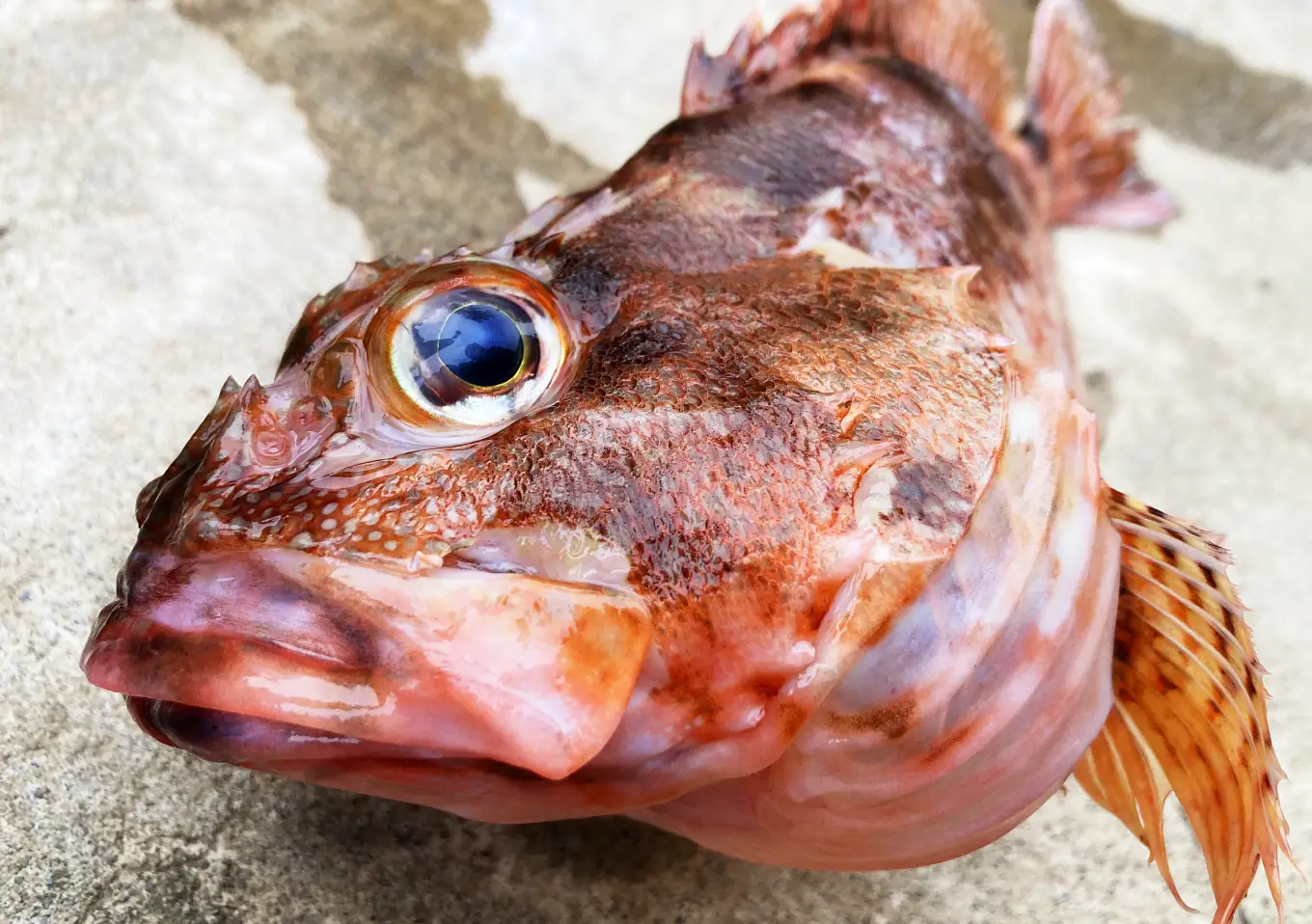 カヤックフィッシング釣果「オニカサゴ」ジグサビキ（ムーチョルチア45g）内房釣りブログ／ヒレ毒処理方法／レシピ