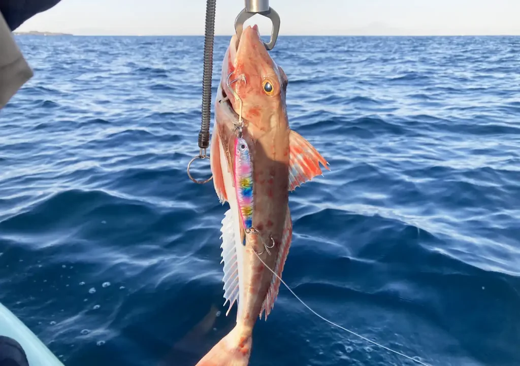館山湾釣り場／カヤックフィッシング／釣果：ホウボウ／ジギング／ヒットルアー：マリア・ムーチョルチア60g（コットンキャンディ）よく釣れる