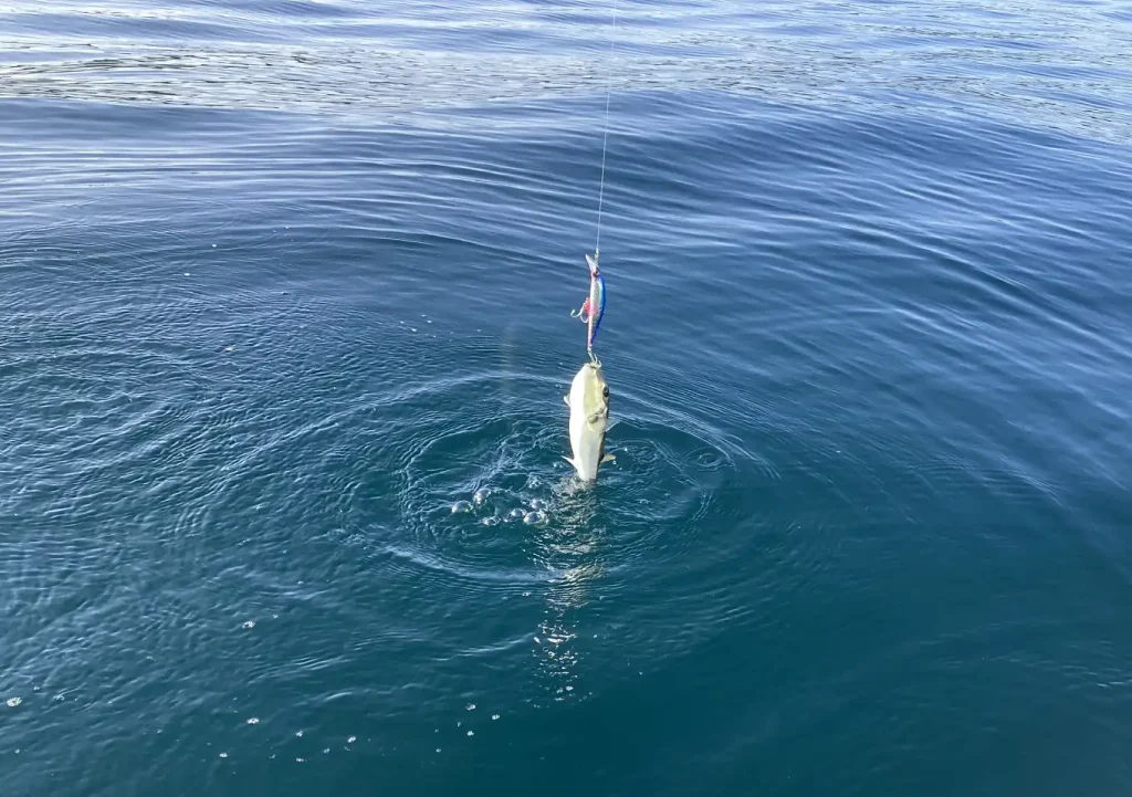 館山湾釣り場／カヤックフィッシング／釣果：シイラ・サバフグ／ジギング／ヒットルアー：Ｇコントロール28g／ブルピンイワシ