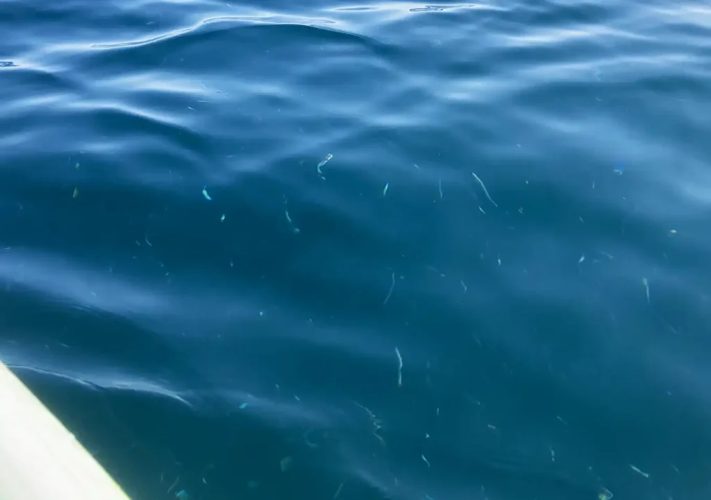 館山・１１月ベイトフィッシュ（カタクチイワシ／アジ）カヤックフィッシング／オフショア青物