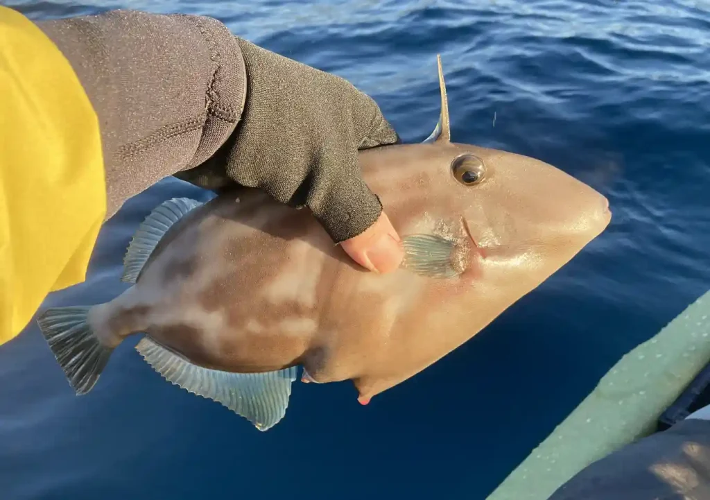 カヤックフィッシング／ウマズラハギ（ウスバハギ）エサ釣り（オキアミ）美味しい煮付け／毒があるのはソウシキハギ見分け方