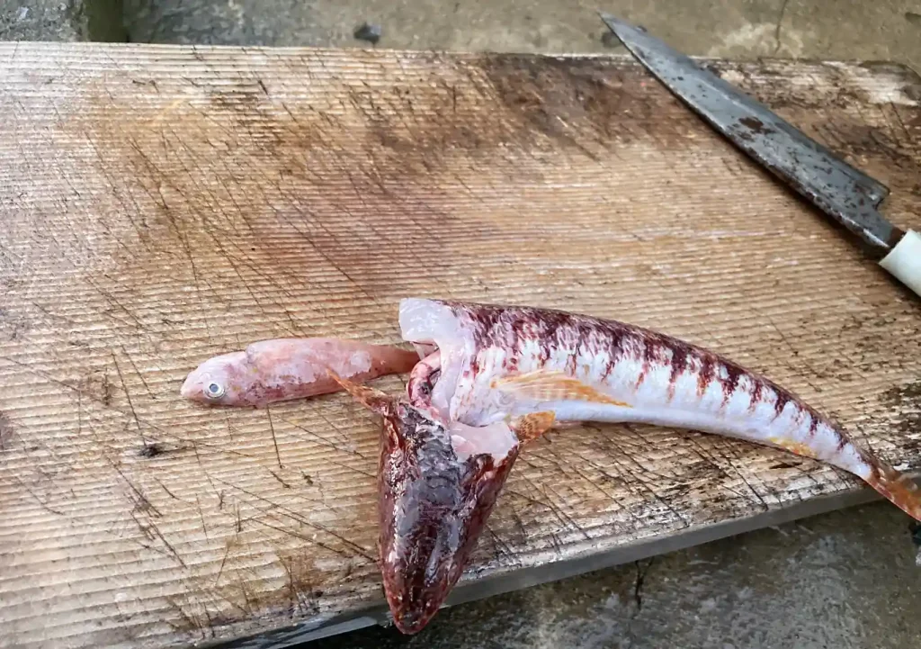 カヤックフィッシング／エソの捕食魚大きさ／回避ルアーサイズ／美味しいレシピ／釣れて嬉しい魚つくね／ツミレ