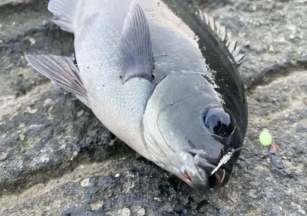 外房磯釣り（カゴ釣り）道具／餌と仕掛け／勝浦・鴨川釣果／グレ