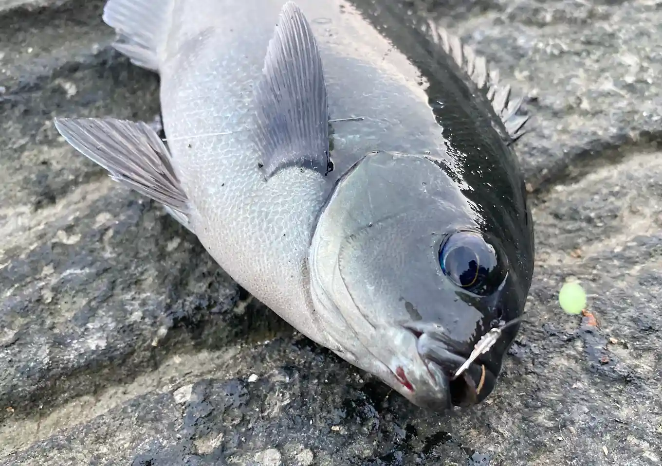 外房磯釣り（カゴ釣り）道具／餌と仕掛け／勝浦・鴨川釣果／グレ