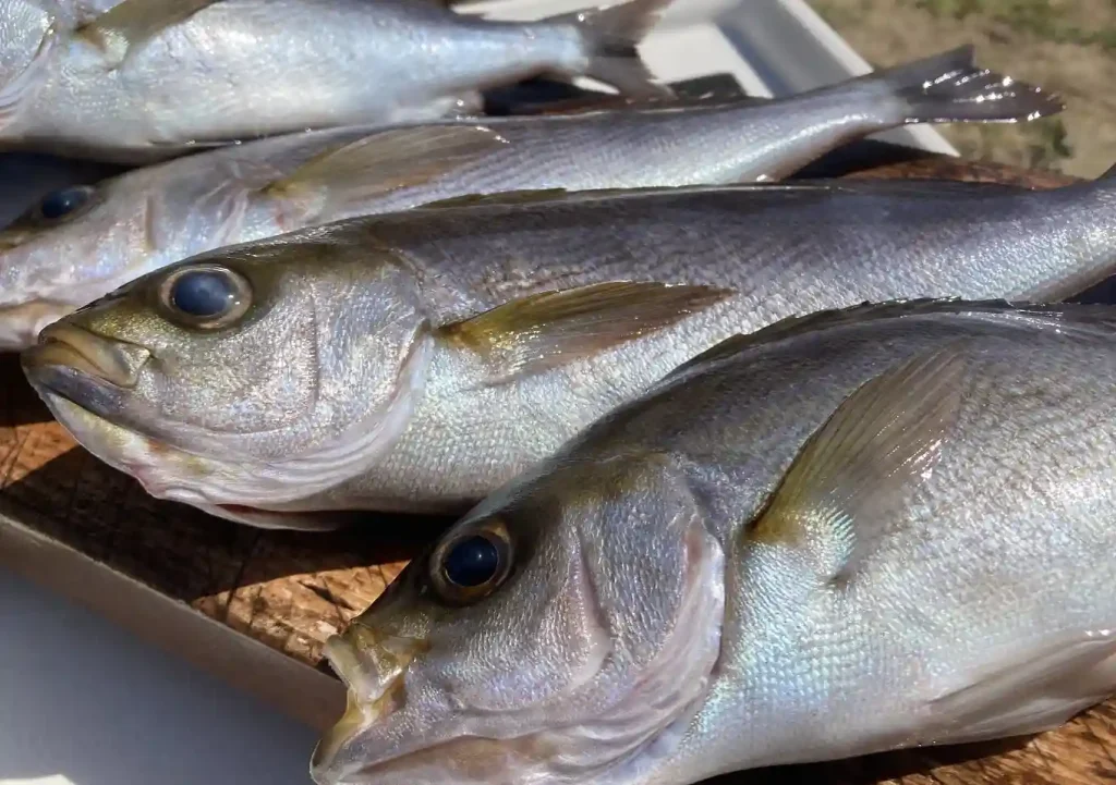 外房：シマアジ・イサキ釣果／地磯カゴ釣り／カヤックフィッシング／バイキングカヤックプロフィッシュ45