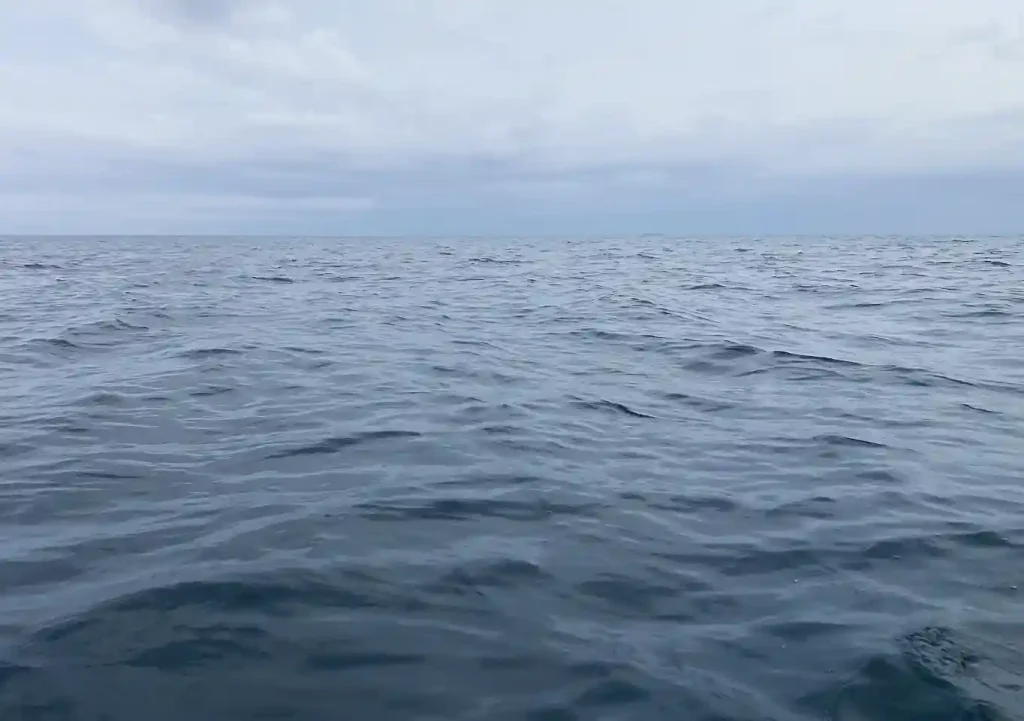【館山／カヤックフィッシング】9月夏の魚種／釣れる魚／シイラ・ショゴ（カンパチ）・イナダ（ブリ）・ソウダガツオ